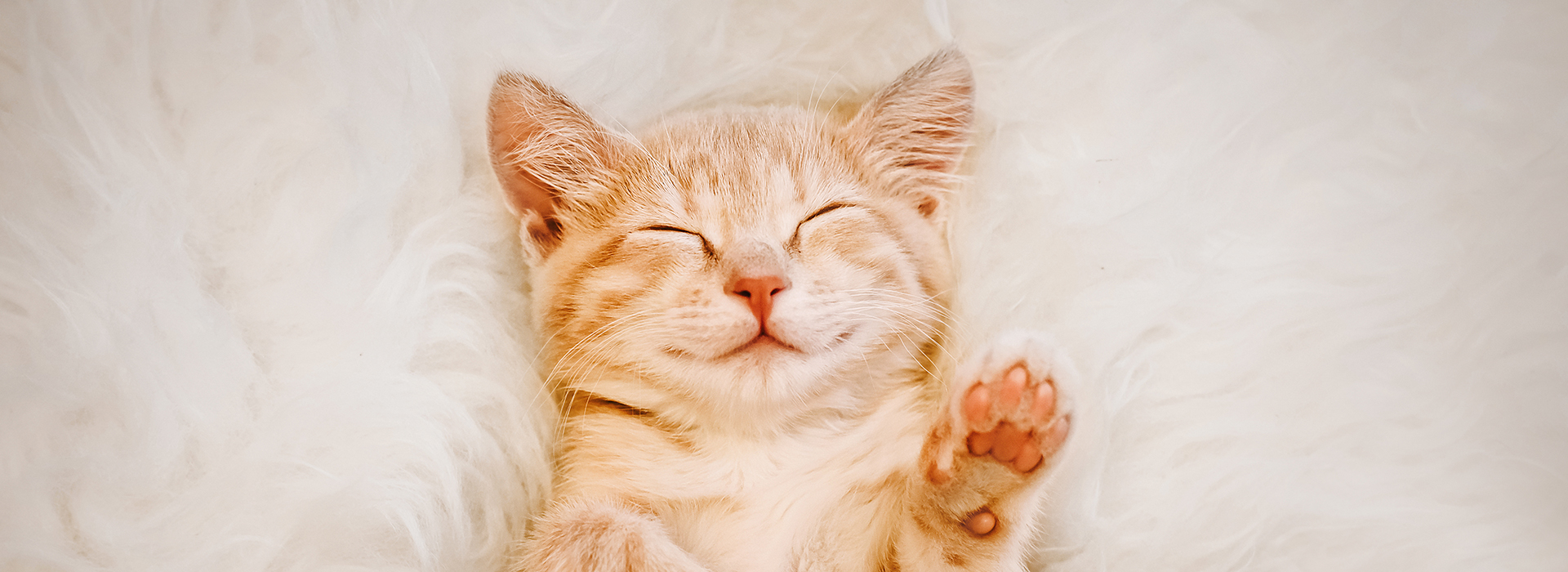 petbuddy-banner02